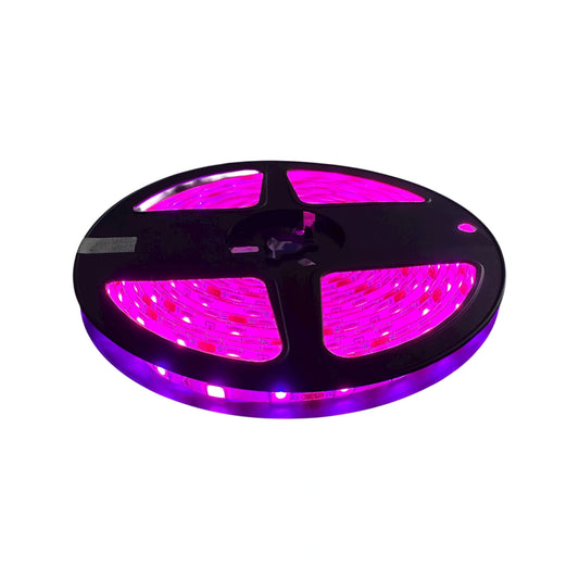 Cinta LED 12V Siliconada 5M Fucsia